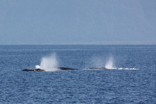 Humpback Whales