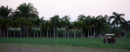 Tractor near sugar cane fields